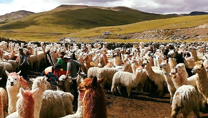 Criadores de alpacas y vicuñas anuncian paro de 48 horas a partir del martes 14